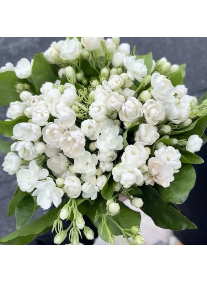 OASIS-TH 50 PCS Double-Flowered White Jasmine Seed Suitable For Planting Balcony Garden - Image 4